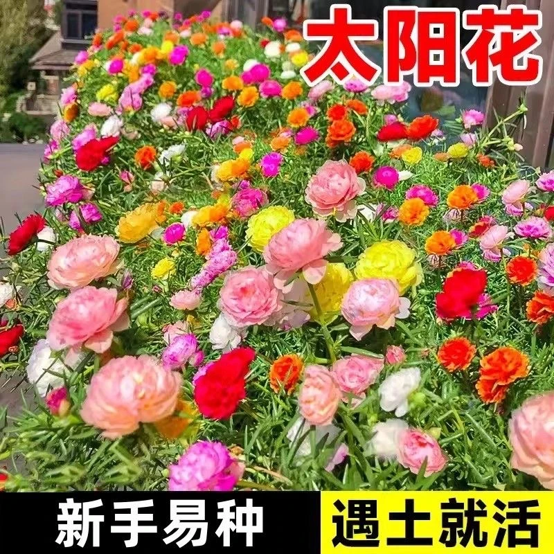 重瓣太阳花种子四季播种松叶牡丹易活开花不断室内阳台盆栽花卉籽