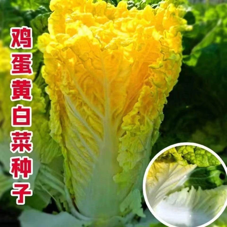 鸡蛋黄奶油大白菜种子真好吃黄心快菜种籽耐热四季播蔬菜种子大全