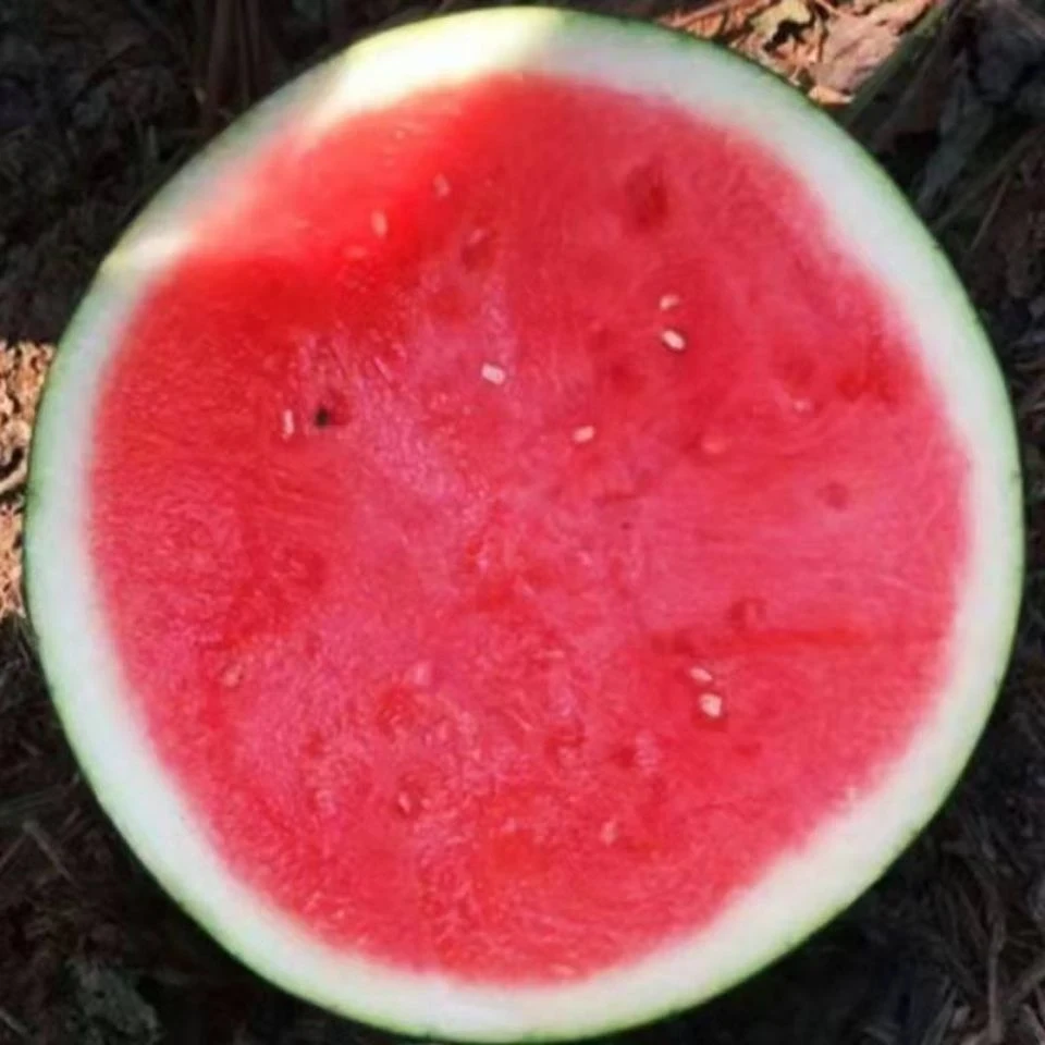黑皮无籽西瓜种子薄皮特大超甜西瓜种子南方新无子黑皮西瓜