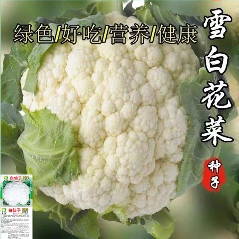 白花菜种子热销四季蔬菜种子青梗花椰菜花菜种子春夏秋季播种