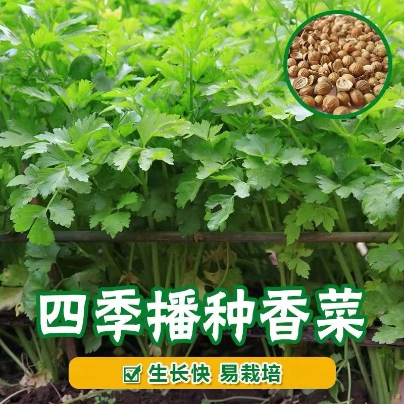 四季小香菜种子阳台室内花卉盆栽庭院蔬菜种子四季种植香菜籽种子