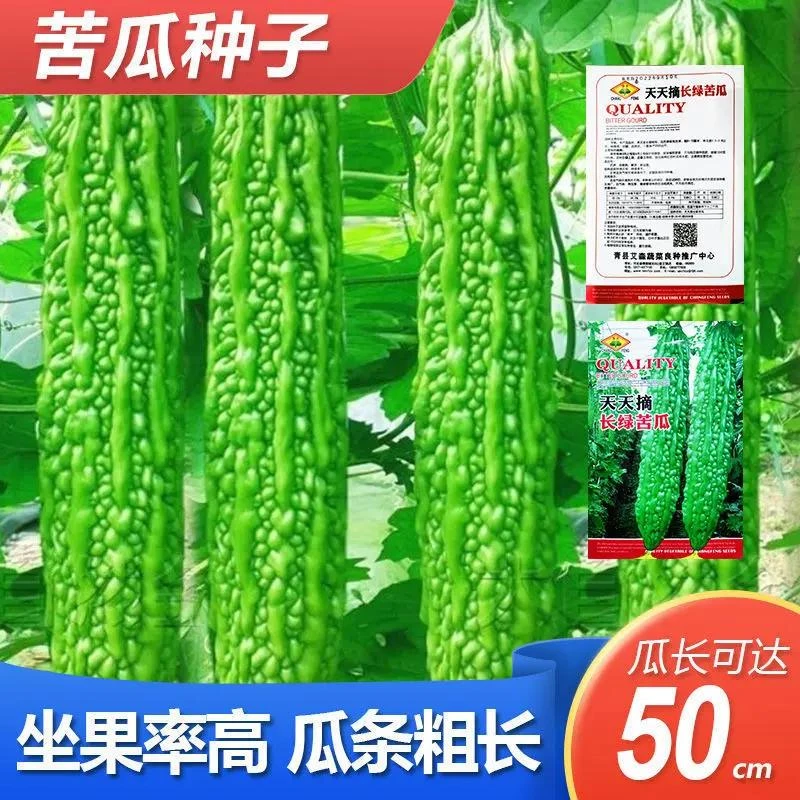 苦瓜种子早熟翠绿疙瘩绿白苦瓜种籽春季四季播庭院蔬蔬果种子