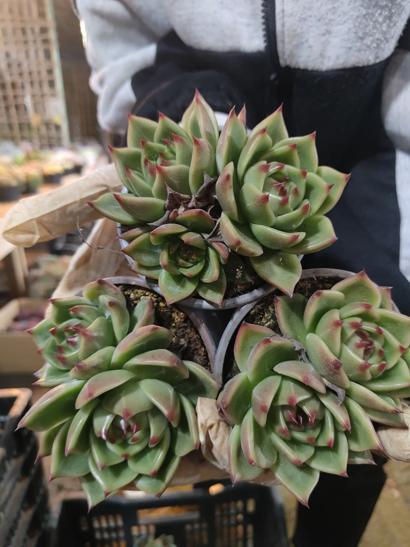 蓝龙  双头头精控多头