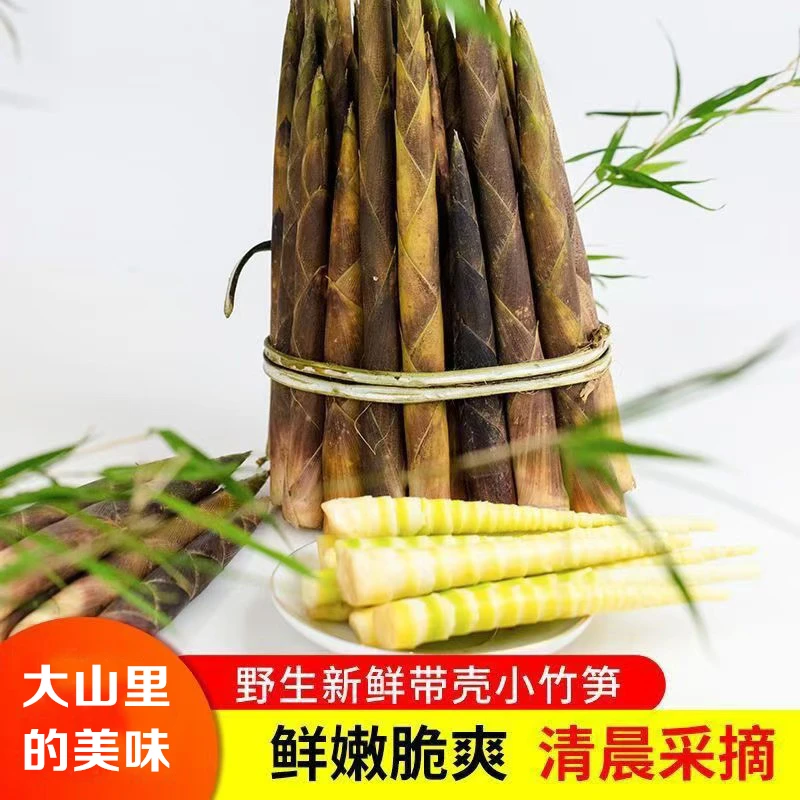 新鲜山间食用美味八月笋(伤口氧化变黄变黑是正常现象)