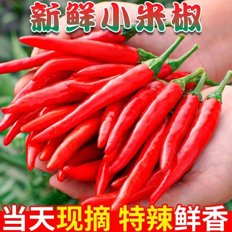 新鲜小米辣椒现摘小米椒朝天椒特辣超辣薄皮红辣椒指天椒包邮