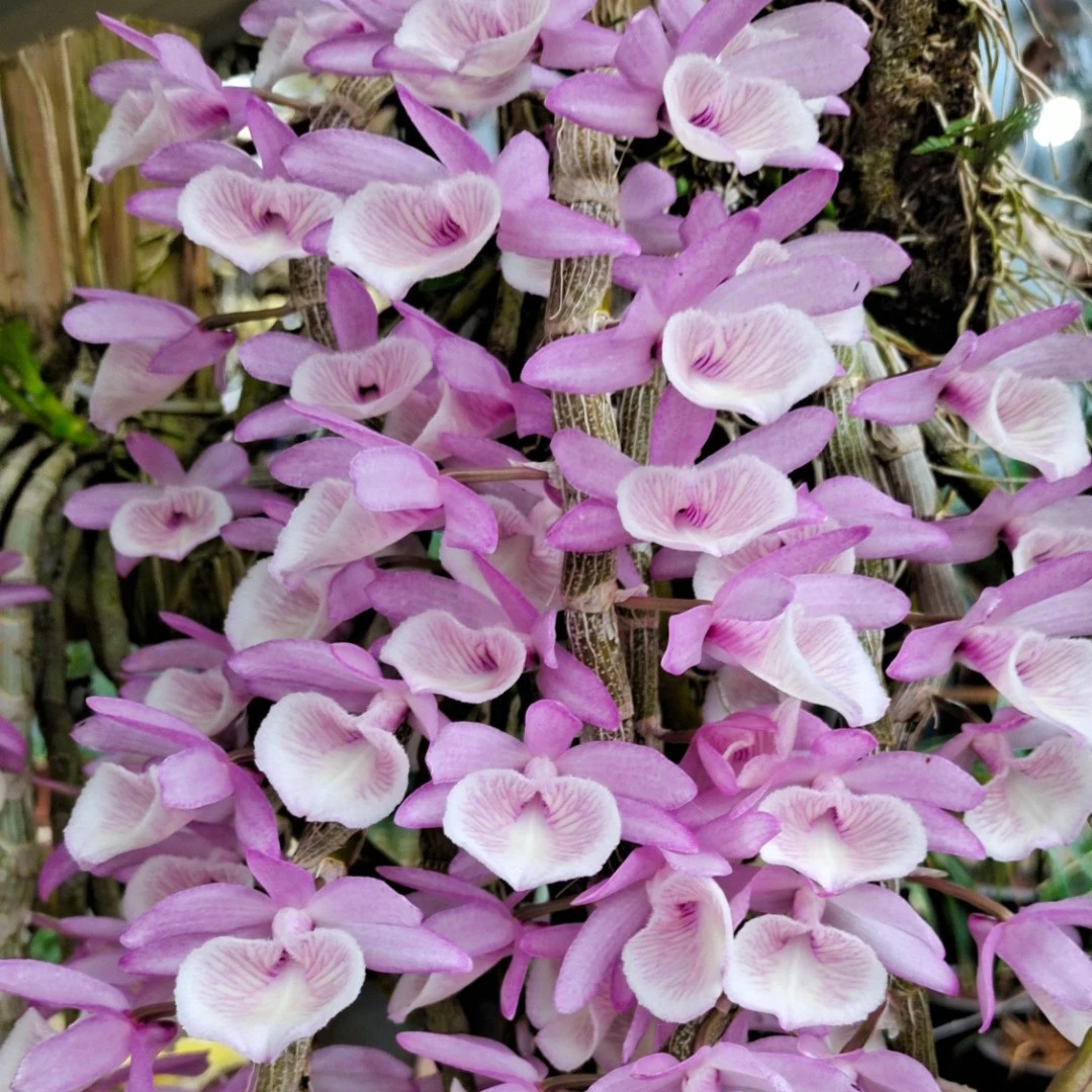 洋兰报春石斛兰 浓香型 无土栽培绿植花卉 春季开花