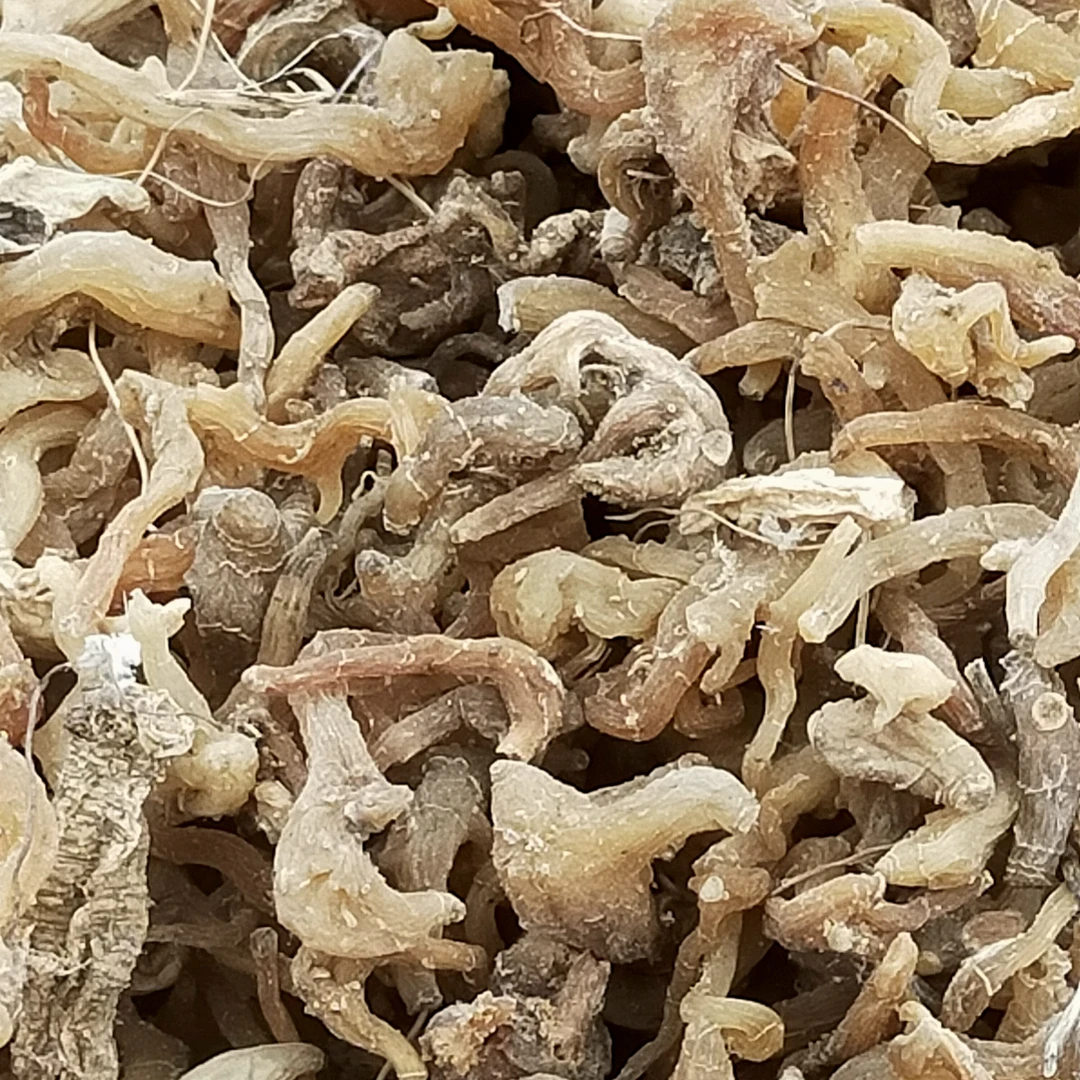 玉竹！野生玉竹！自己踩挖！野生的颗粒不大250克起