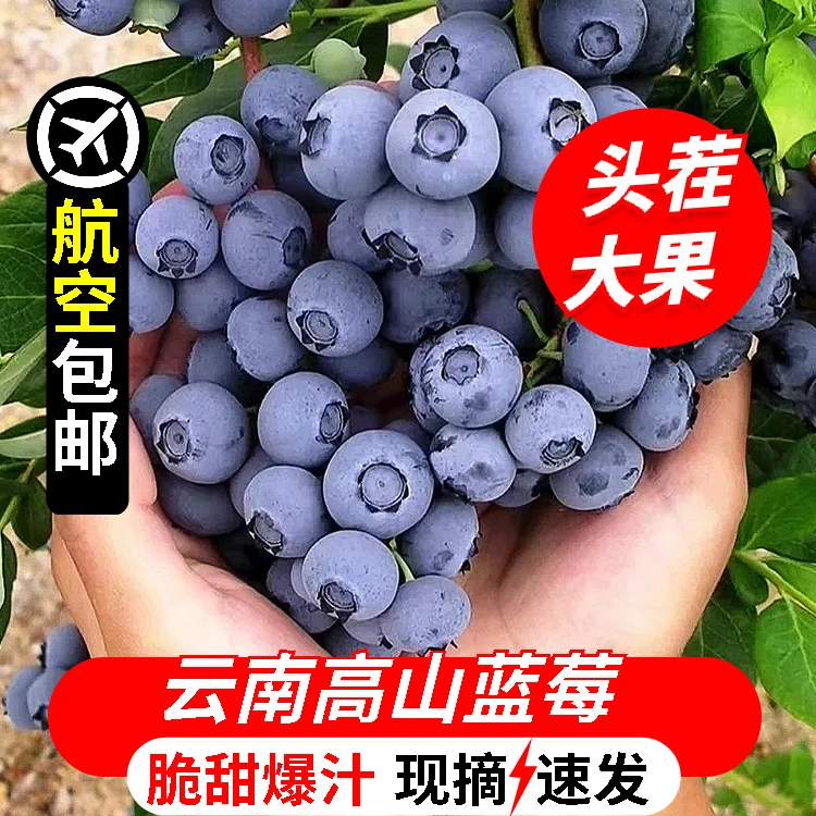 【顺丰航空】大果18mm+云南新鲜蓝莓125克