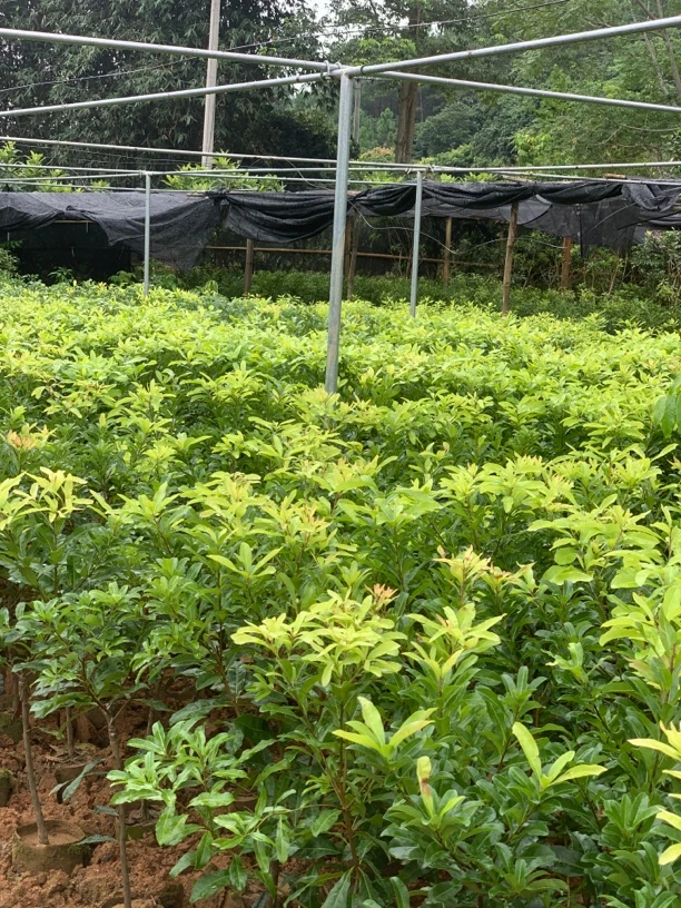 【绿植】各种果树苗直播间一物一拍 所见即所得