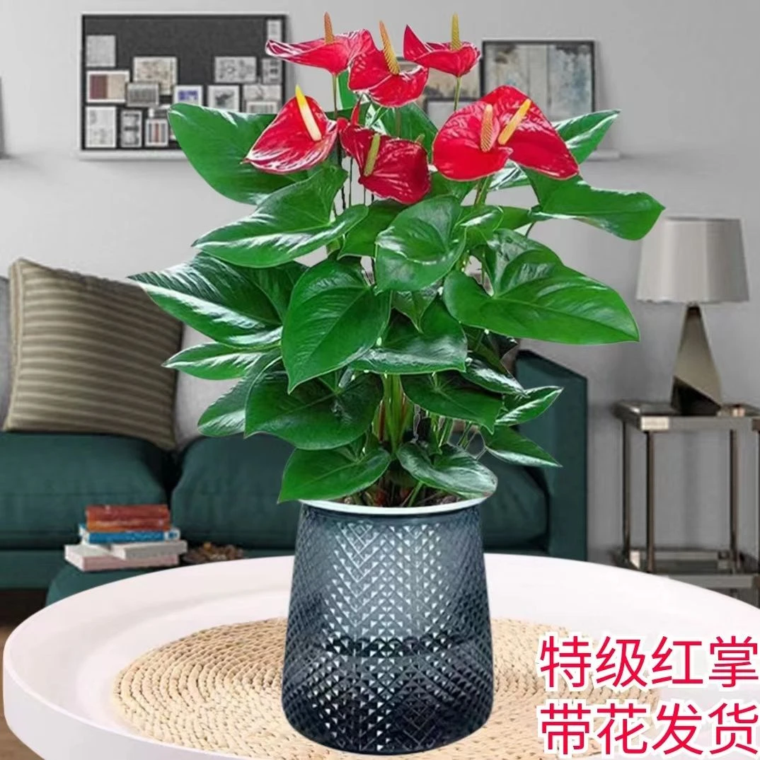 水培优选白掌盆栽一帆风顺花卉大全促销办公室内绿植好养四季开花