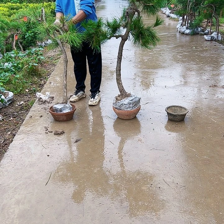 盆****七8888888888888