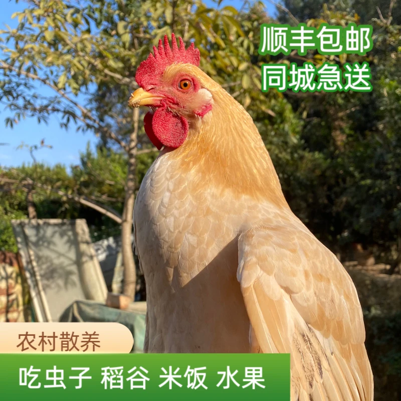 【两只】三黄母鸡。农村散养，每天喂虫子，蔬菜，稻谷，毛重3.5-3.8斤