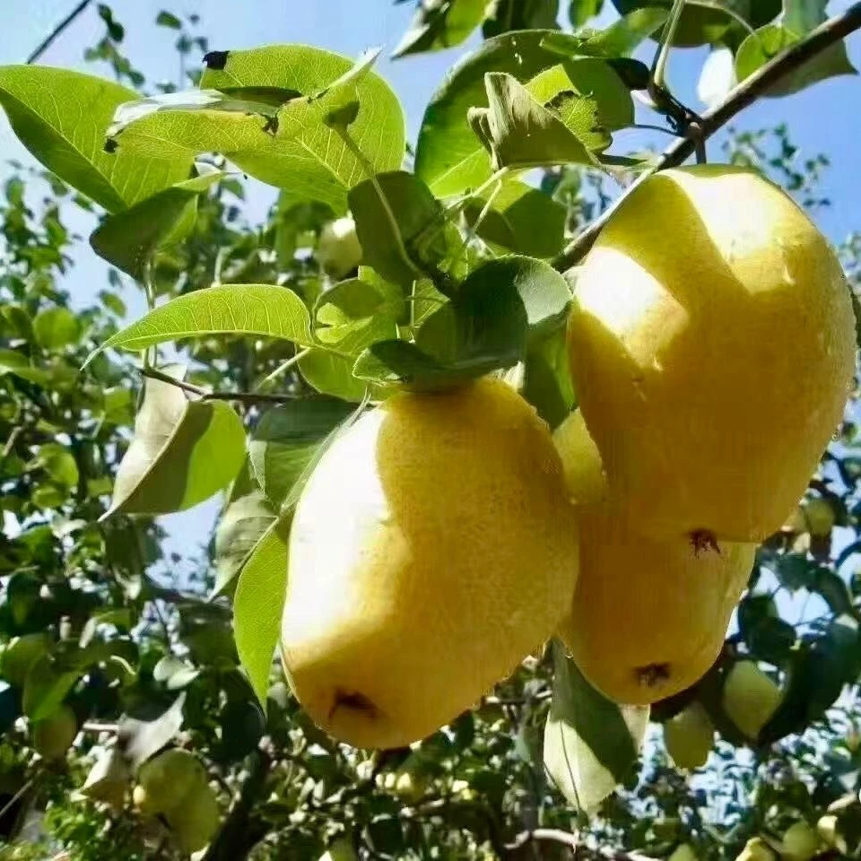 【香酥梨5斤】 香甜酥脆多汁 细腻无渣 现摘现发货  包邮到家