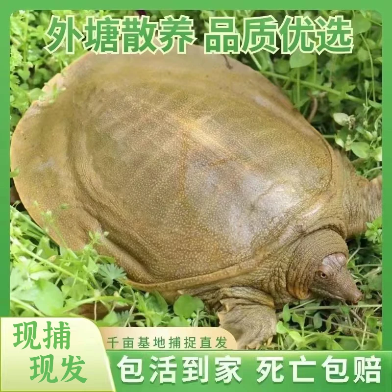 5只青背白底生态老甲鱼外塘冷水散养包邮发货鲜活到家QY