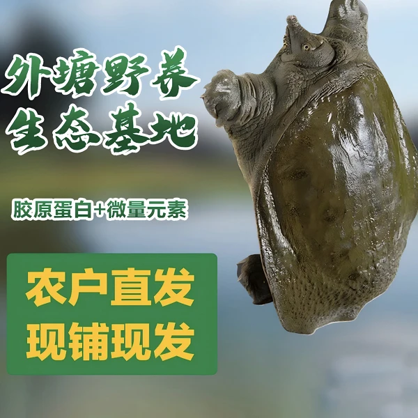 青黄背白底生态母甲鱼老甲鱼外塘冷水散养包邮发货鲜活到家TTT