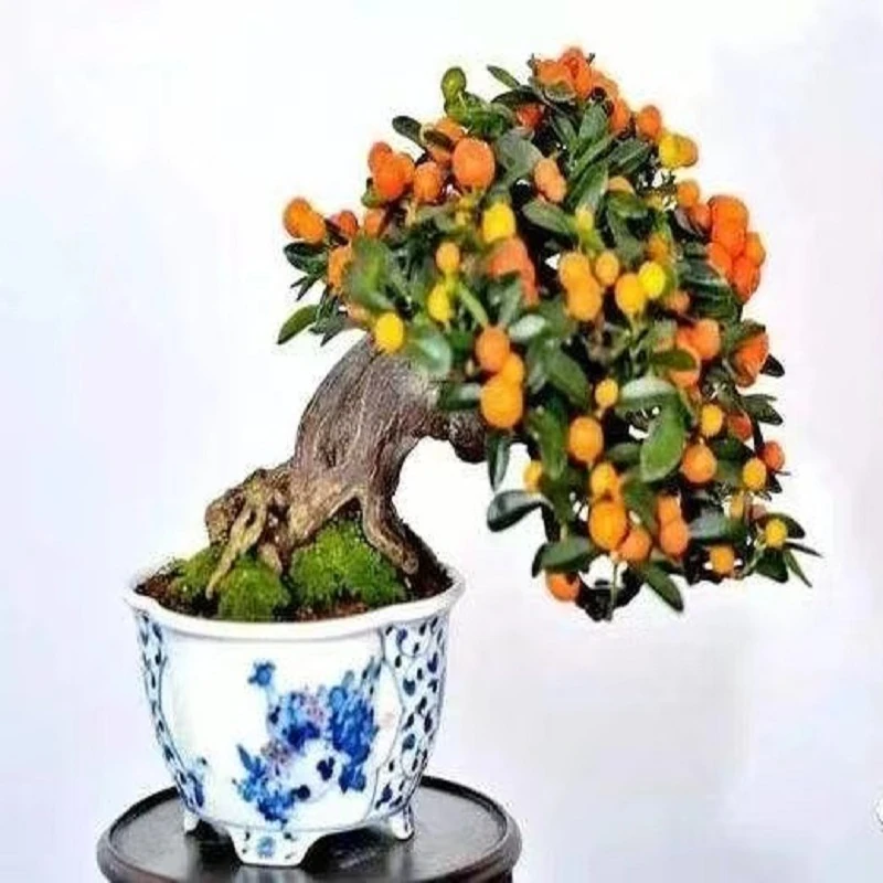 赤楠老鸦柿紫薇盆景百日红素材花卉