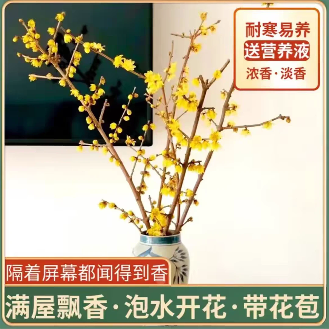 水培腊梅鲜切枝条干枝素心腊梅鲜花水培植物懒人遇水开花年宵花