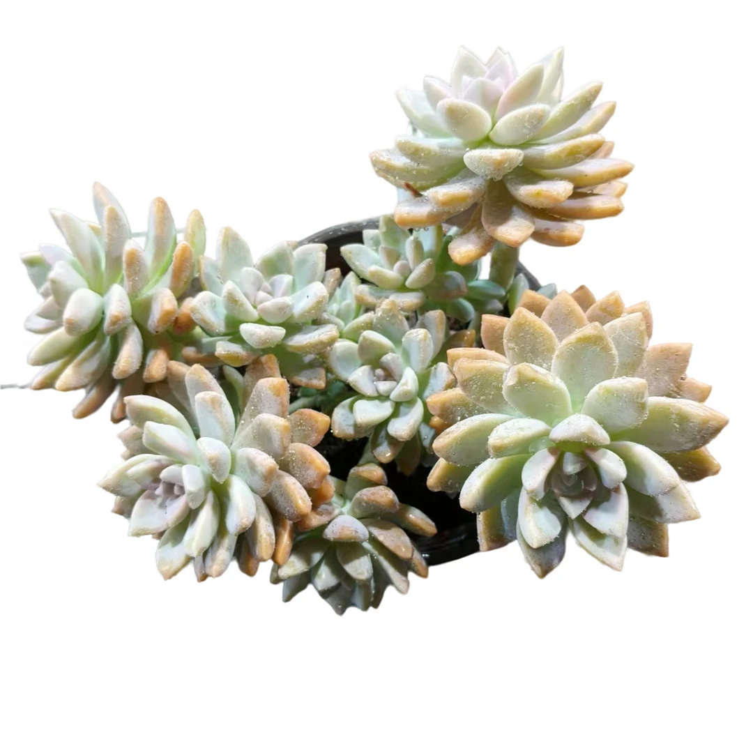 【淡雪】120盆15包邮 素意多肉露台办公室绿植盆栽多肉植物