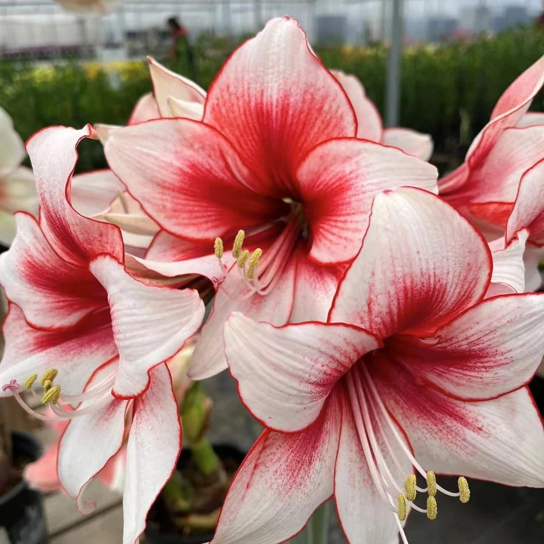 《诱惑》1颗朱顶红庭院阳台室外绿植盆栽好养好种盆栽地栽