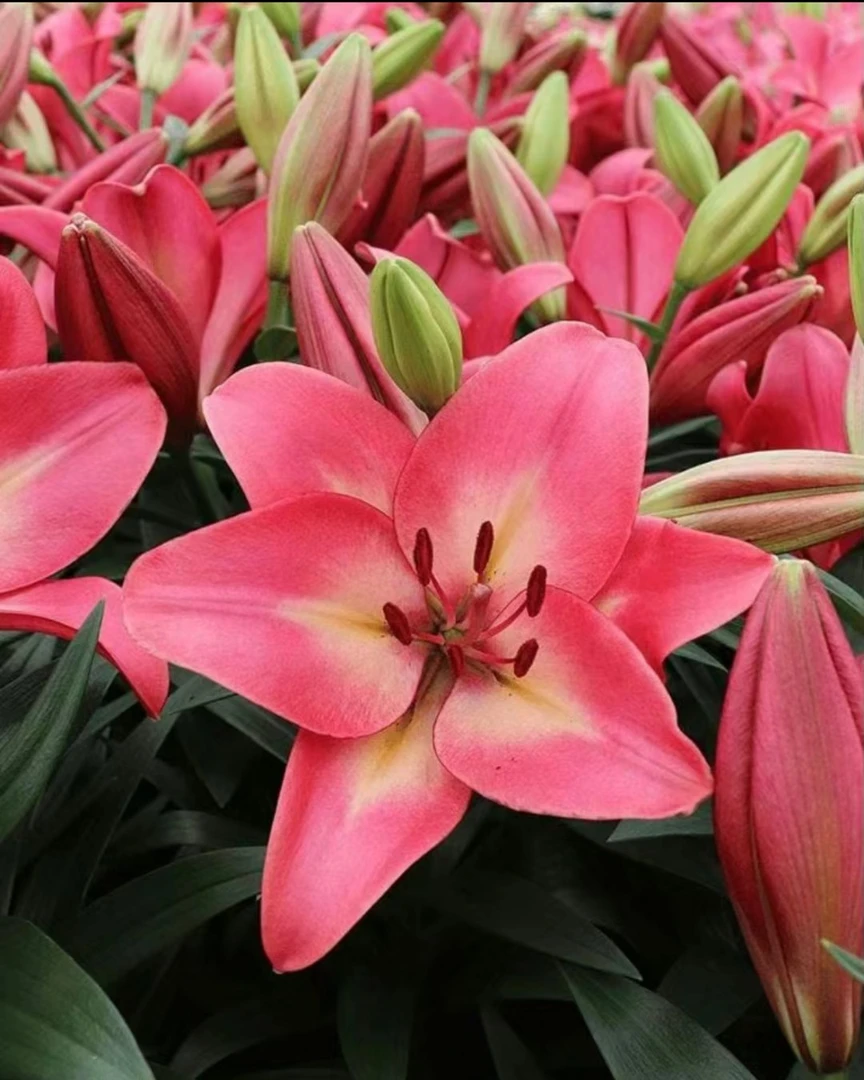 夏日天空16/18香水百合种球一颗庭院百合