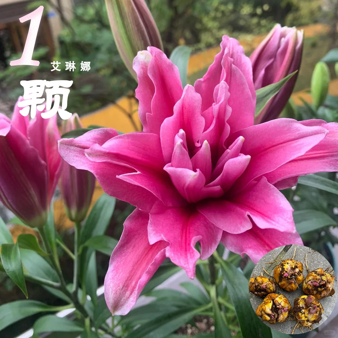 1颗《艾琳娜》重瓣香水百合种球荷兰进口四季可种