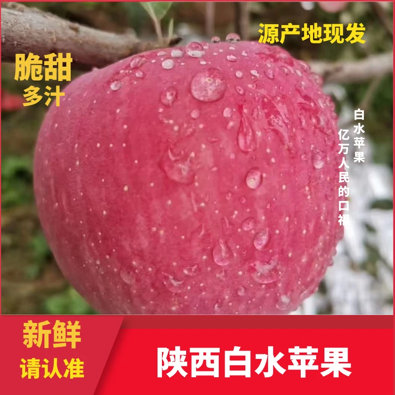 2025新果 正宗陕西白水红富士 脆甜多汁 新鲜上市