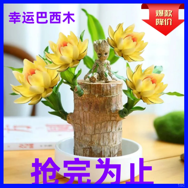 芽】进口】带植物室内幸运水养巴西木开花绿植盆栽品质水培【木发货【