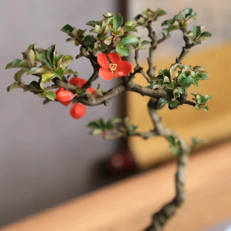 基地直发长寿梅红花一号2年苗开花