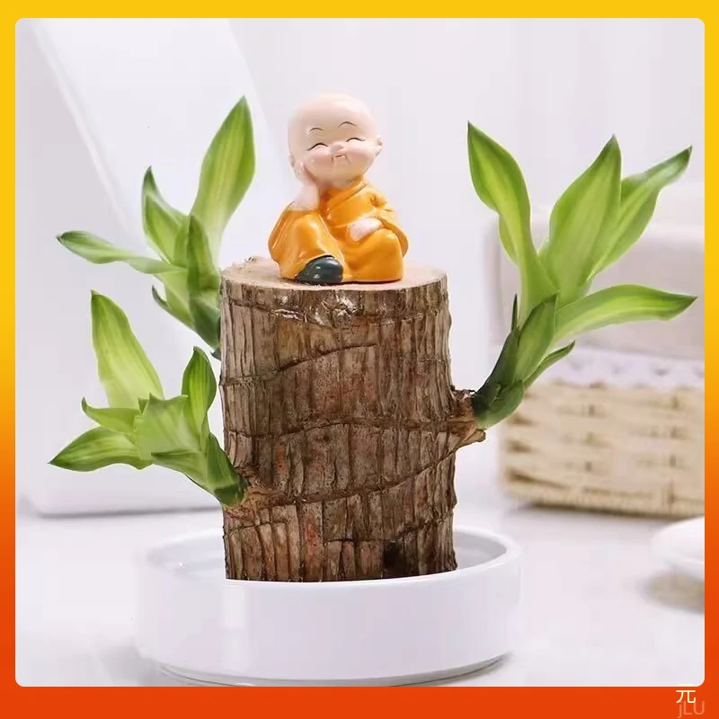 净化空气水养四季木常绿植物绿植室内盆栽幸运巴西木水培植物