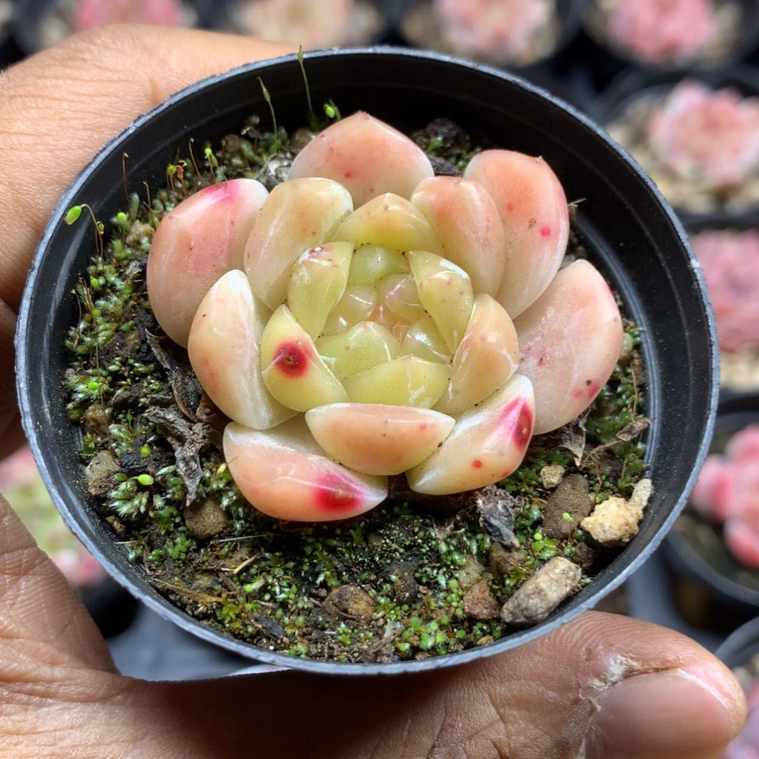 糖心多肉一物一拍