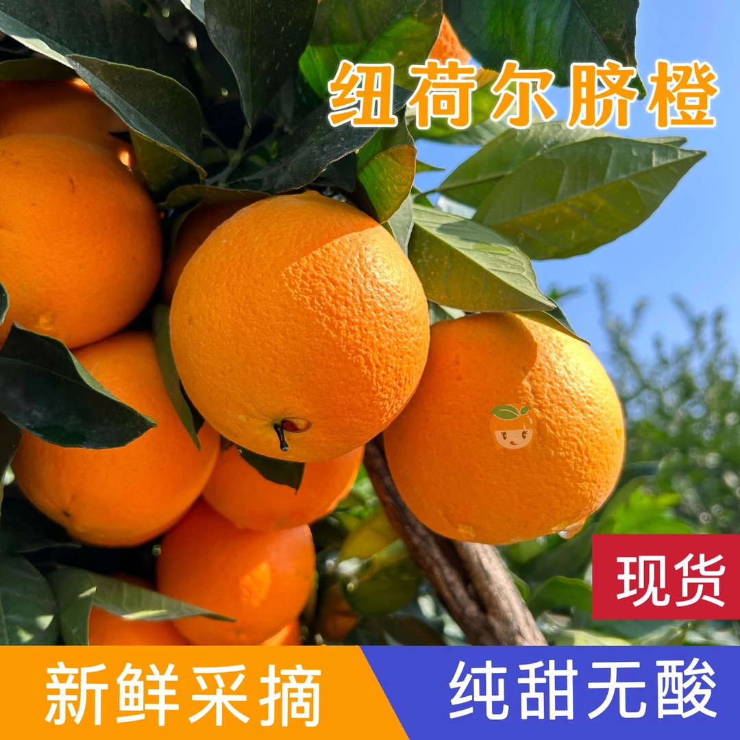 【幺妹专属】橙子宜昌三峡纽荷尔脐橙果园现摘直达5/9斤新鲜