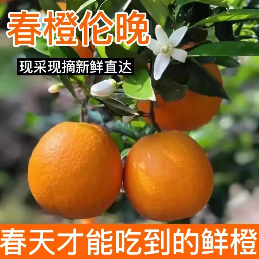 伦晚湖北秭归三峡春橙伦晚应季现摘鲜橙5/9斤爆汁鲜甜