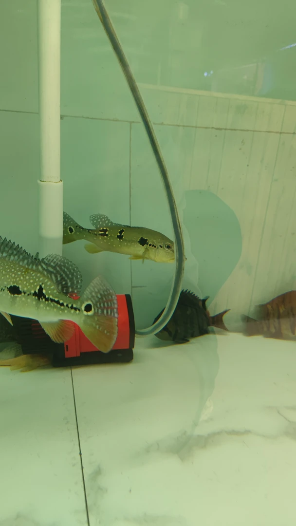 野生霹雳马三间鱼25-28公分