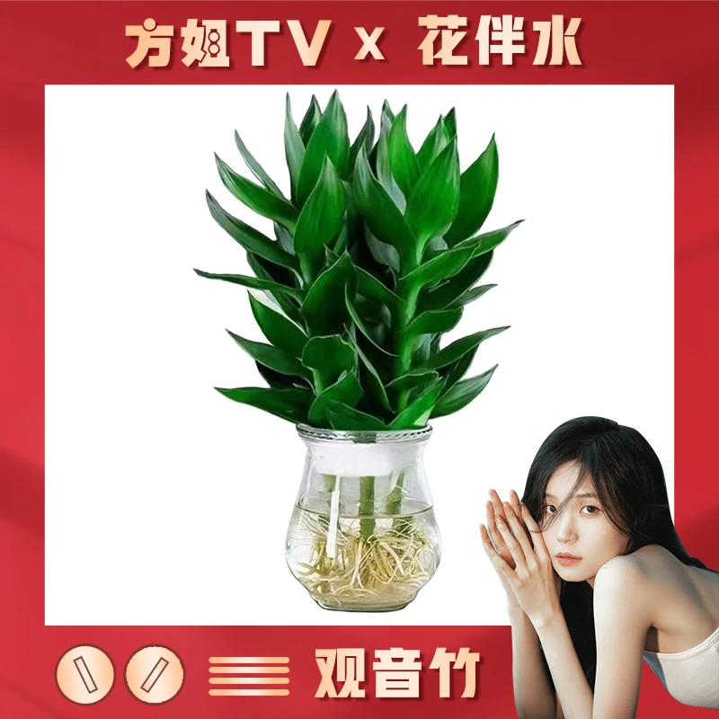 【方姐TV】花伴水水培富贵竹观音竹水培绿植好养室内绿色植物