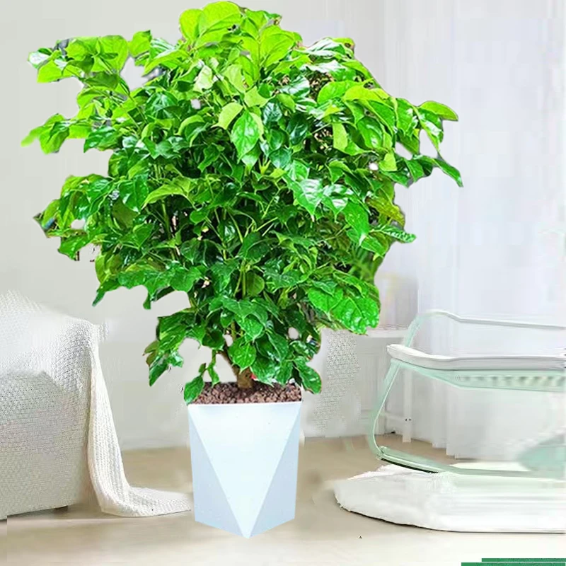 【顺丰发货】花伴水老桩幸福树绿宝树丛生盆栽大型办公室绿色植物