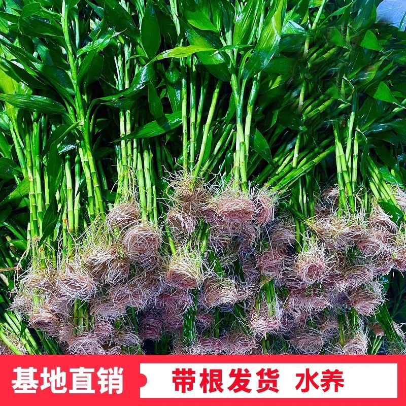 【好养带根】富贵竹水养客厅办公室绿色水养盆栽植物花绿植除甲醛