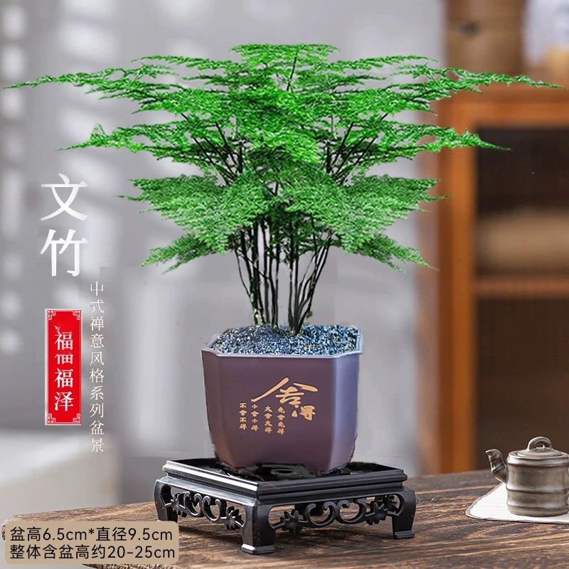 【花伴水】舍得盆文竹盆栽植物室内净化空气桌面美观盆栽简单好养