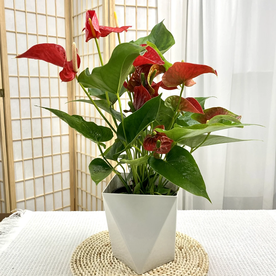 花伴水大展宏图红掌国风送人送礼带花苞室内室外春季前台植物观赏