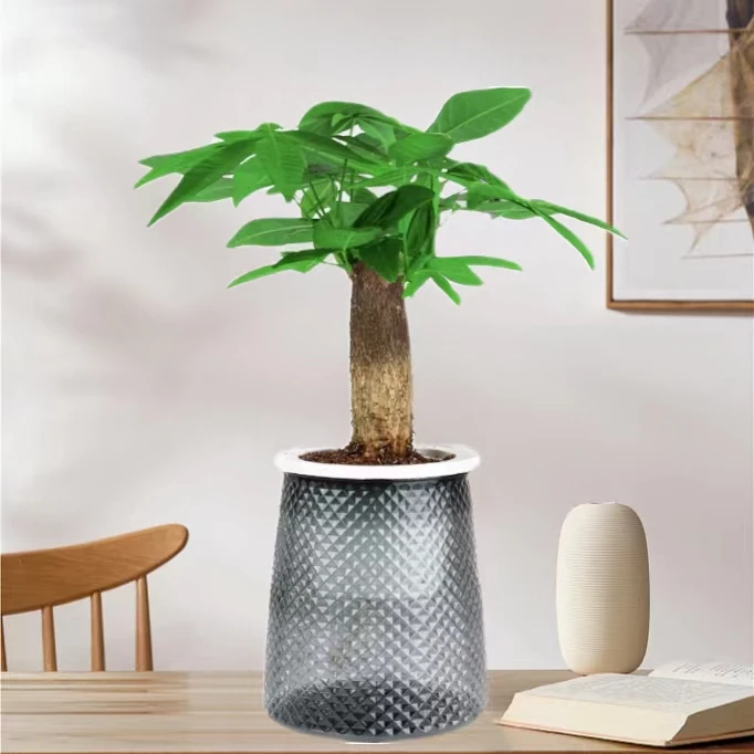 【花伴水】发财树盆栽室内耐旱绿植前台办公桌客厅好养四季常青