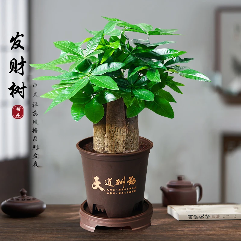 财源滚滚三杆发财树盆栽室内桌面观叶耐旱易养活绿色盆栽