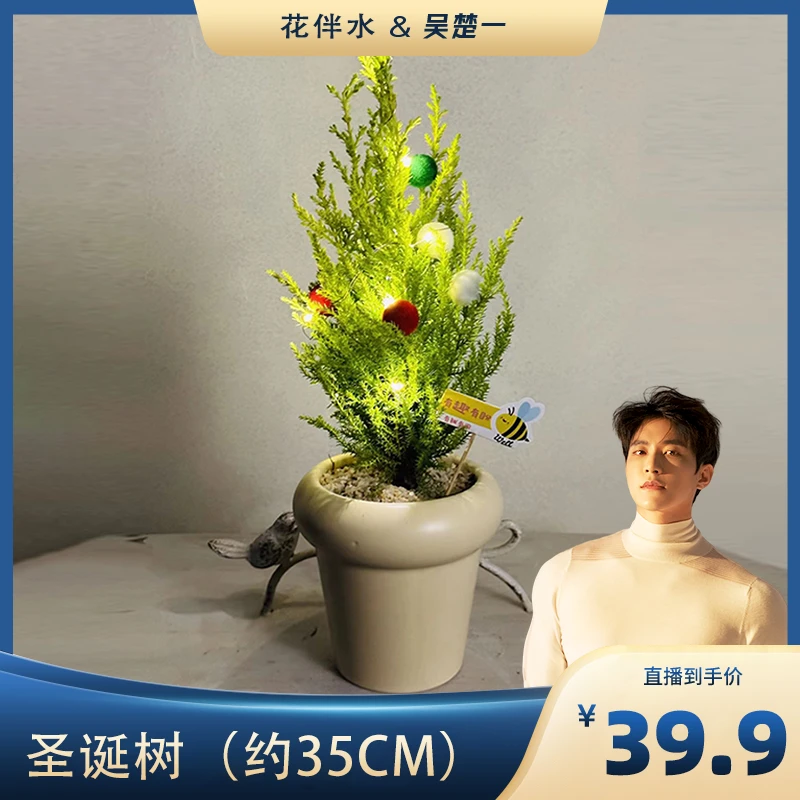 【你我皆黑马】圣诞树香味小香松盆栽常青室内绿植桌面盆栽耐寒植物