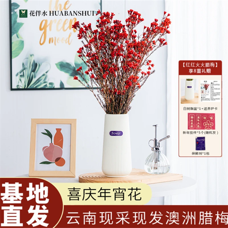 【C魅甄选】花伴水澳洲腊梅精选年宵花红色鲜切花云南基地直发