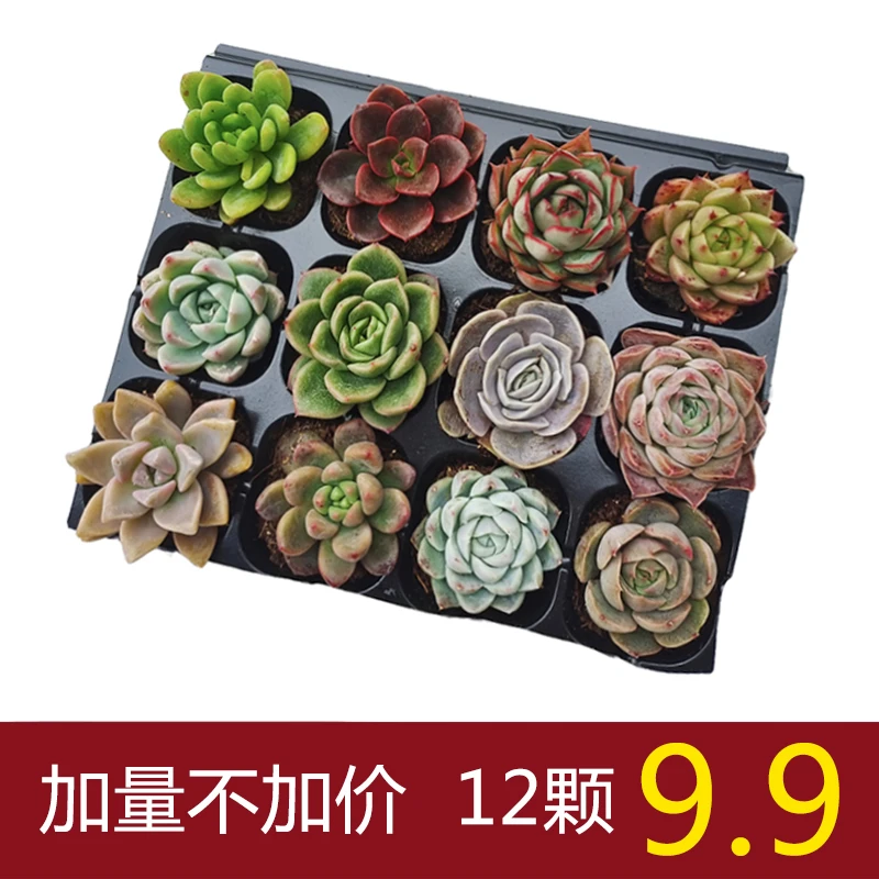 【花伴水】12颗多肉植物组合盆栽搭配系列办公室桌面可爱盆栽