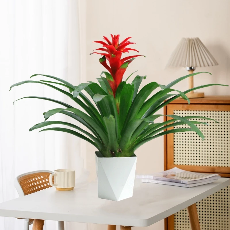 【花伴水】鸿运当头盆栽水培大红星凤梨花带花绿植室内客厅
