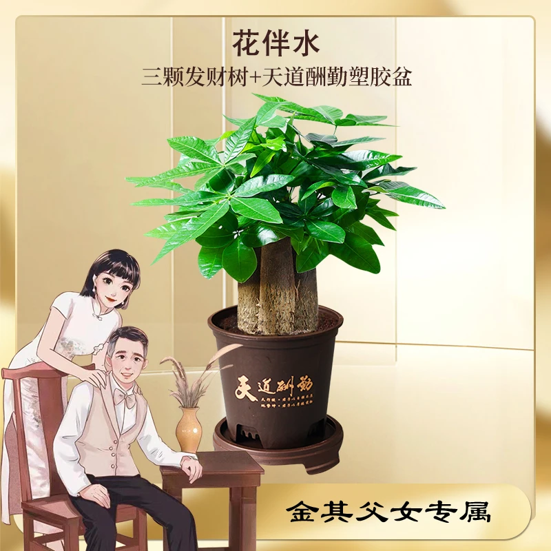 【金其专属】花伴水财源滚滚三杆发财树盆栽室内观叶易养活绿色盆栽