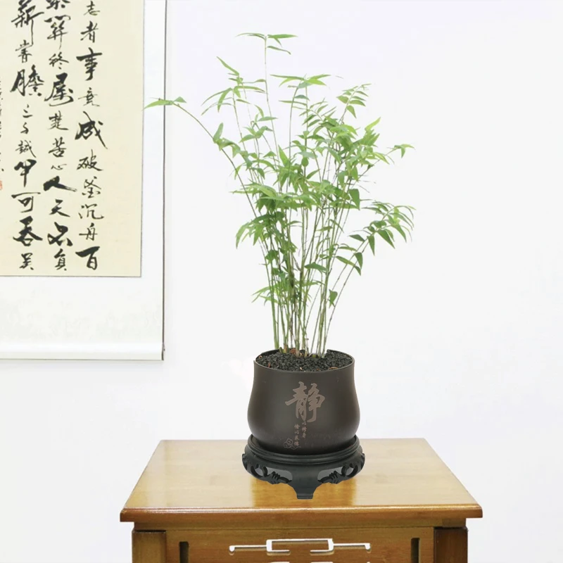 【花伴水】米竹造型绿植庭院花卉盆景室内好养植物桌面