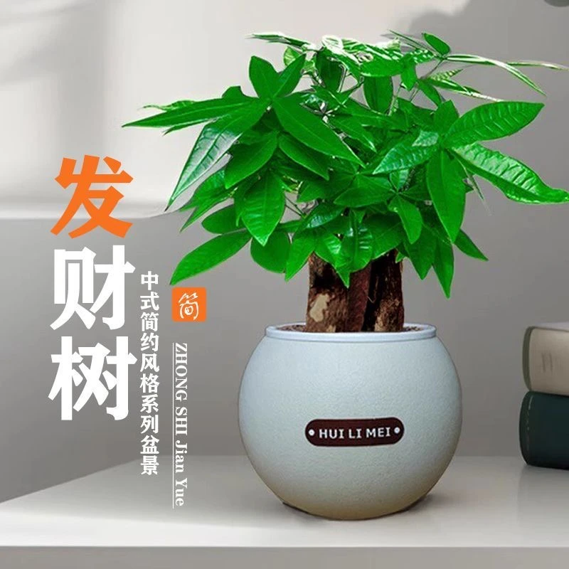 【花伴水】大三杆发财树圆盆盆栽耐旱绿植办公桌好养绿色植物