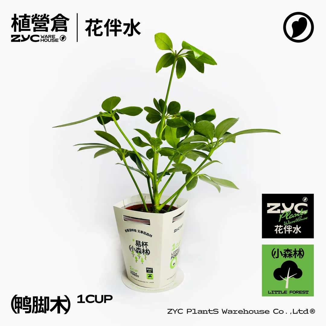【商城自卖】【花伴水】鸭脚木室内办公室阳台绿色简易杯美观盆栽