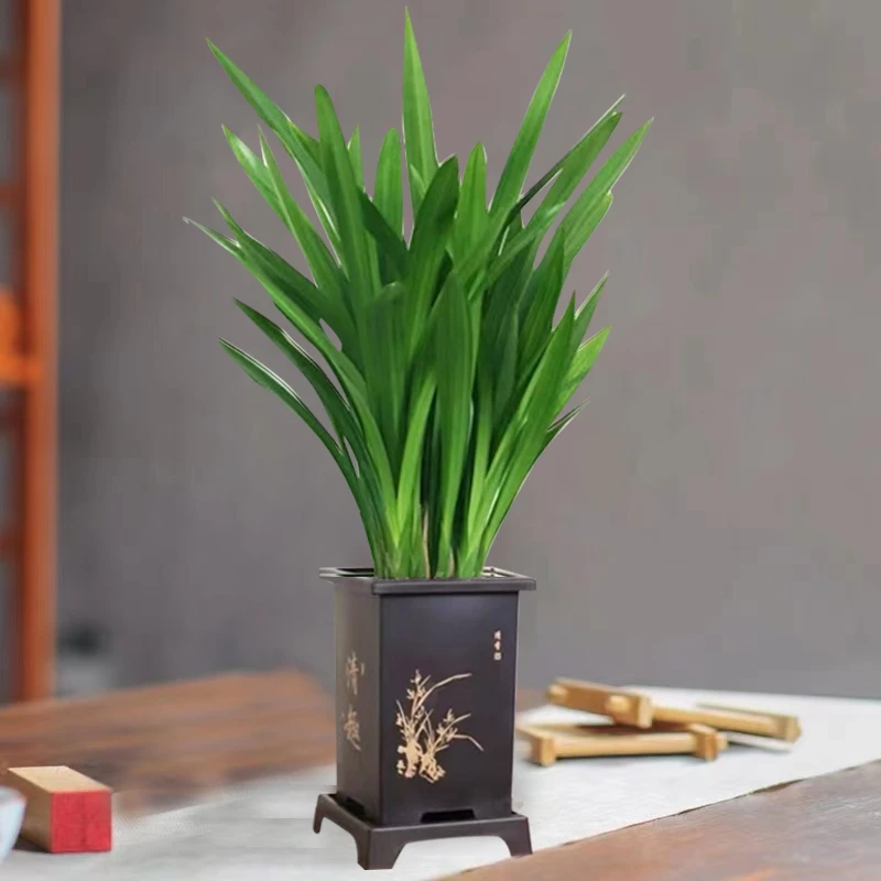【花伴水】墨兰企黑兰花盆栽室内浓香型花卉植物客厅办公室小绿植