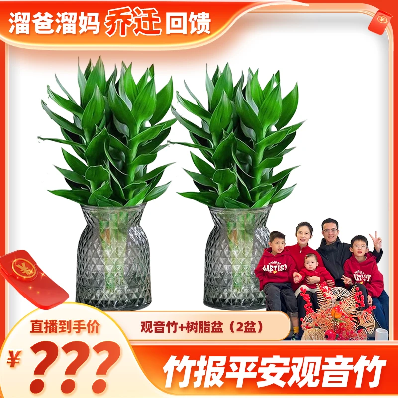 【溜妈乔迁专属】买一送一水培富贵竹观音竹办公室美观树脂盆盆栽